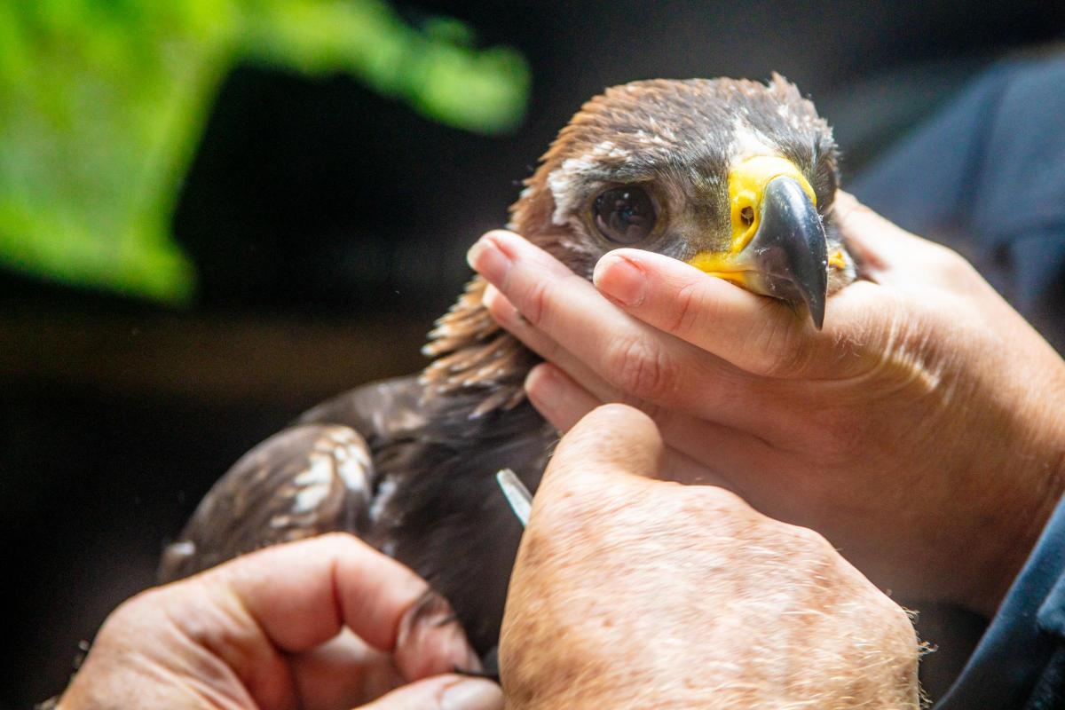 Sam Heughan and Judi Dench Give Golden Eagles Names Inspired by ‘Outlander’ and James Bond