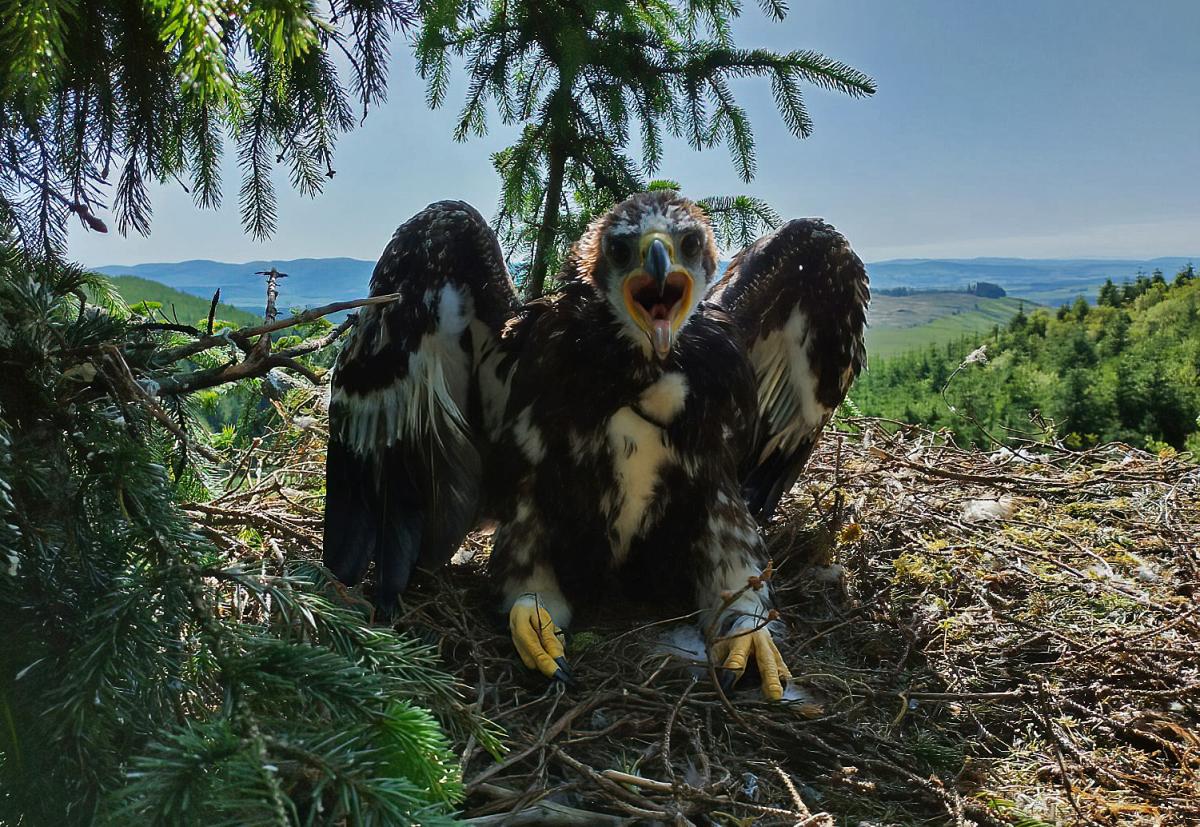 Sam Heughan and Judi Dench Give Golden Eagles Names Inspired by ‘Outlander’ and James Bond